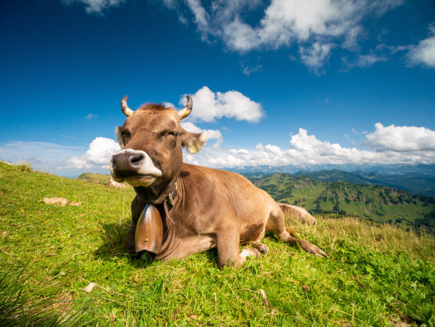 牛在德国图片下载