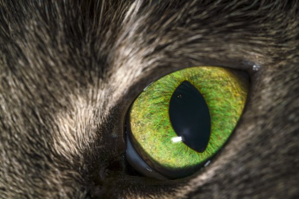 猫眼睛的微距图像图片下载