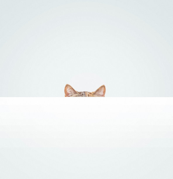 宠物猫躲在空白的白色横幅后面。图片下载