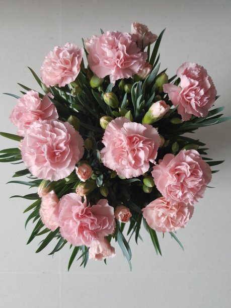 康乃馨花图片下载