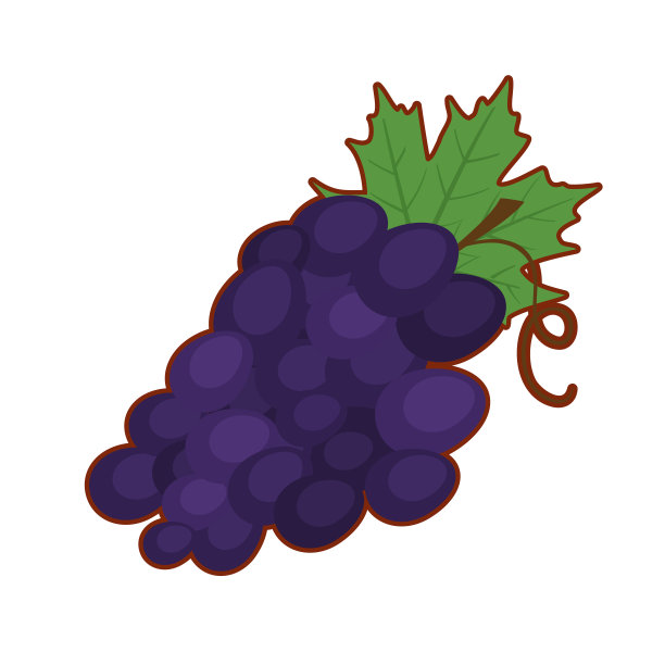 矢量插图的葡萄果实图片下载