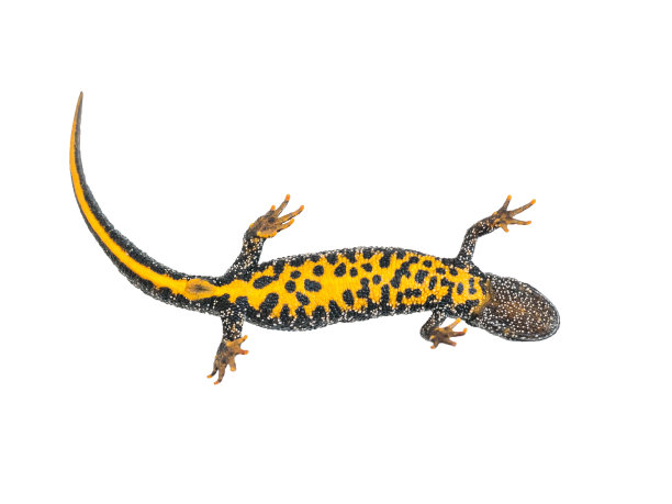 长着亮黄色腹部的大仓鼠，孤立在白色背景上。图片下载