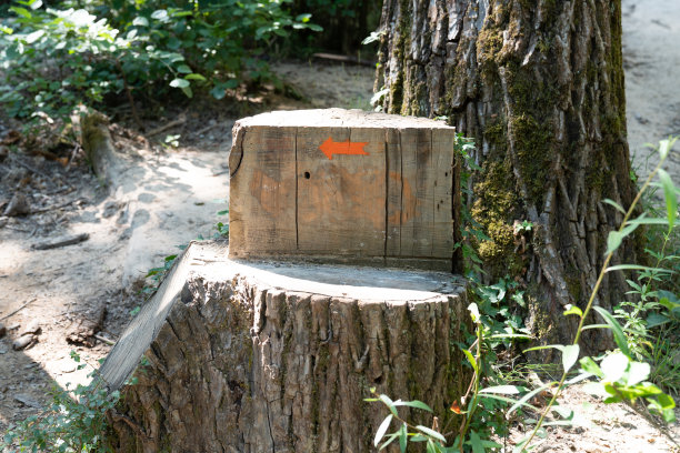 画在树干上的路线箭头在森林里图片下载