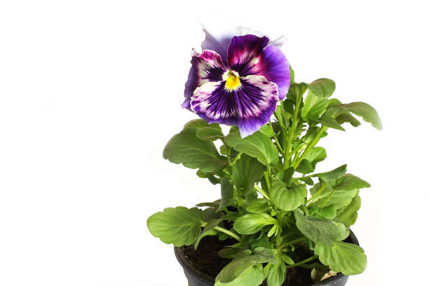 花盆里的紫罗兰，蝴蝶坐在植物上图片下载