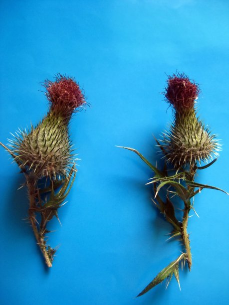 在亮蓝色背景上的(大蓟)蓟花蕾正在凋谢图片下载