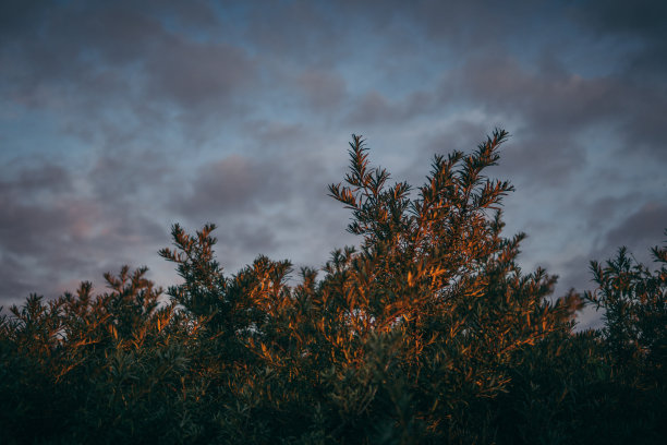 日落时的山林。树顶图片下载