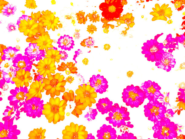 百日花的各种观赏图片下载