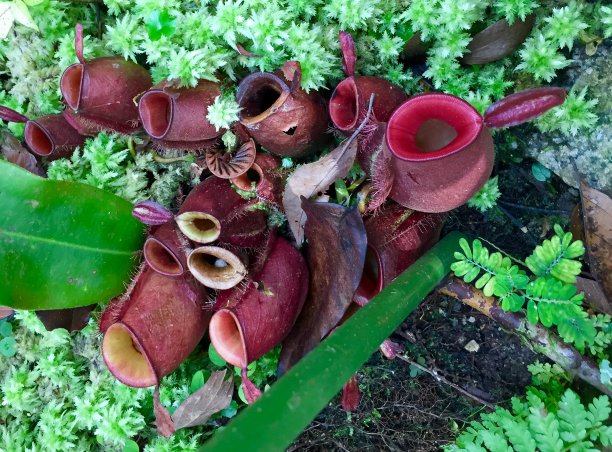 马来西亚槟城山花园中的猪笼草图片下载