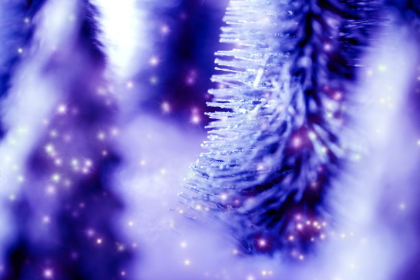 森林里的迷你雪圣诞树。散景灯的背景图片下载