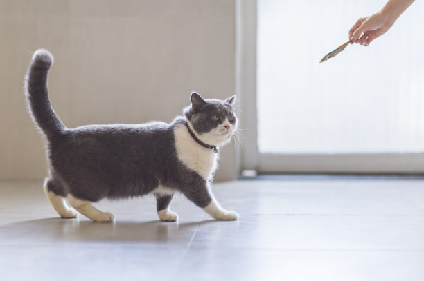 用英国食物来吸引英国短毛猫图片下载