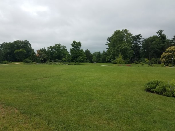 绿色的草，院子或草坪和树木图片下载