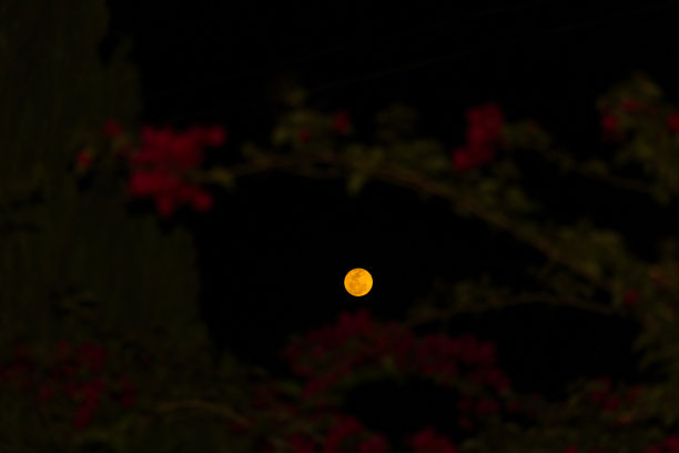 美丽的亚马逊雨林月色图片下载