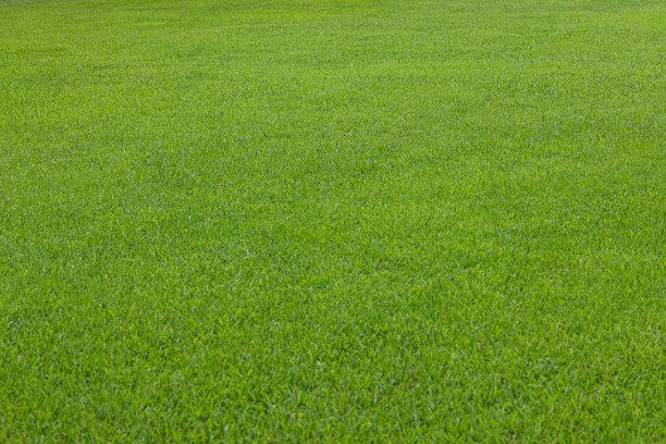 美丽的草坪图片下载