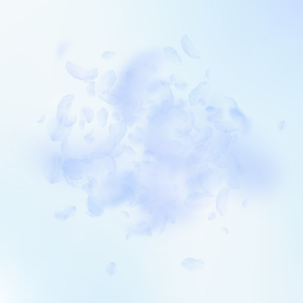 淡蓝色的花瓣飘落。不可磨灭的r图片下载