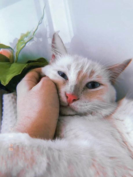 凯蒂被抚摸图片下载