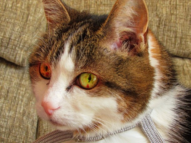 猫的脸图片下载