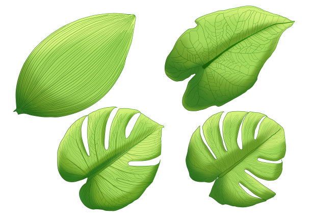 绿色的叶子新鲜抽象孤立在白色背景插图油漆图片下载