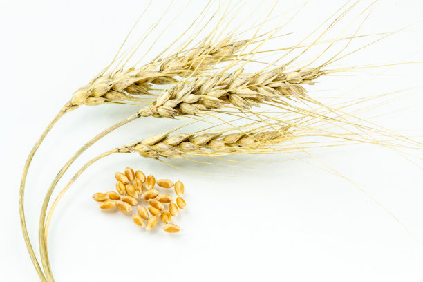 带种子的麦穗图片下载