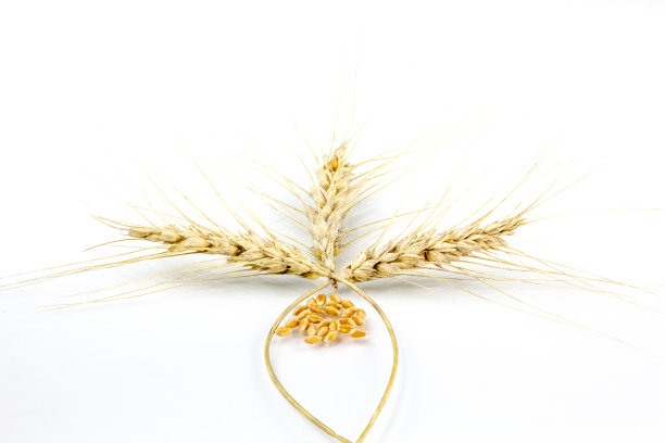 枫叶形状的小麦穗，有种子图片下载