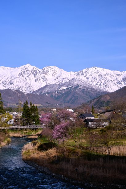 雪山下的桃花图片下载