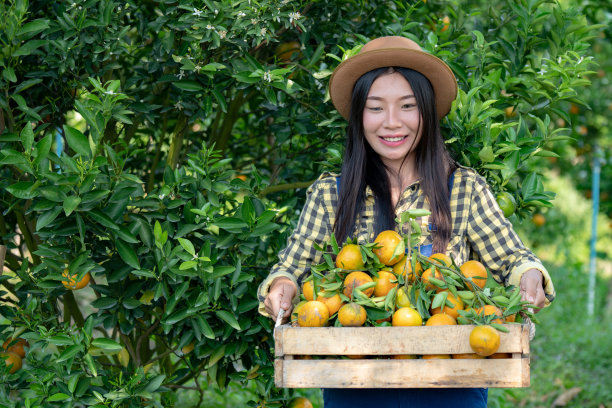 选择性焦点年轻的成年亚洲妇女农民园丁在红色格子衬衫微笑和站在有机橙树种植农场和收获成熟的橙子作物。农业和种植概念图片下载