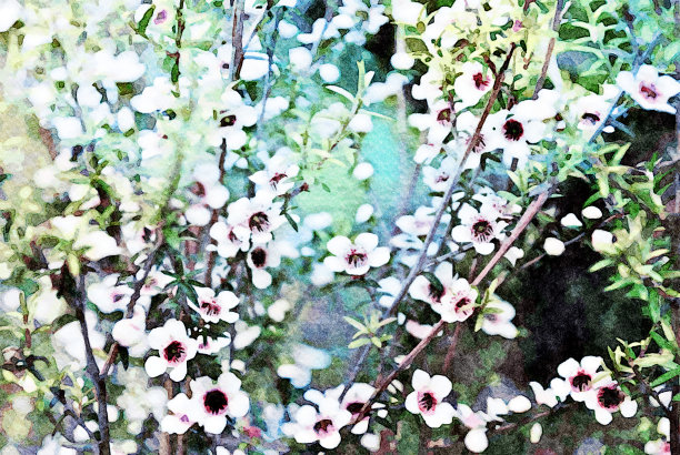 马努卡的水彩插图图片下载