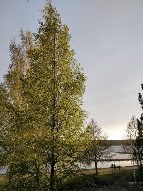 最后一缕阳光把白桦树照得很美图片下载