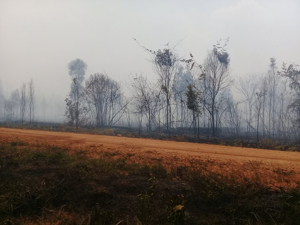 迷雾森林图片下载