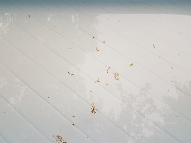 有水和树叶碎片的塑料儿童游泳池图片下载