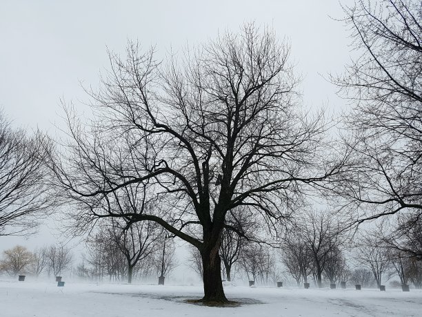 雪和雾图片下载
