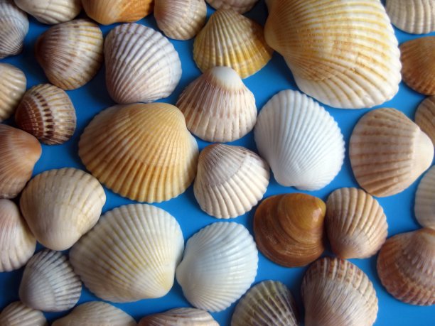 在蓝色背景上的各种海贝的特写图片下载