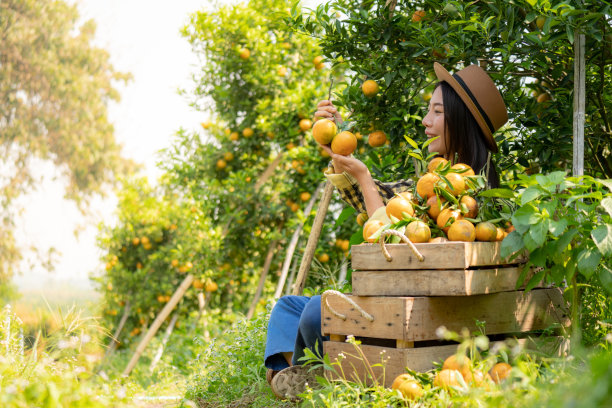 选择性焦点年轻的成年亚洲妇女农民园丁在红色格子衬衫微笑和坐在有机橙树下种植农场和收获成熟的橙子作物。农业和种植概念图片下载