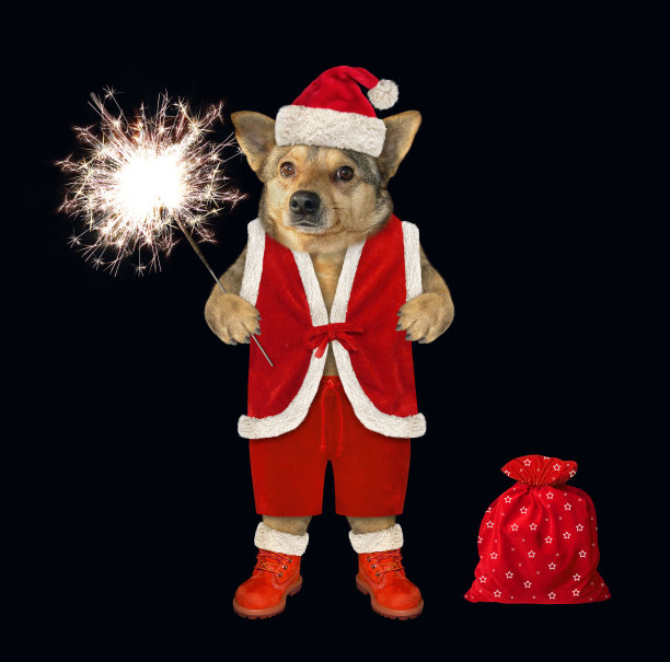 狗拿着一个烟花图片下载