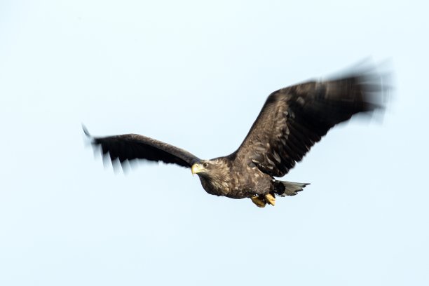 白尾鹰在飞翔，白底鹰在飞翔，日本北海道，鹰的剪影，雄壮的海鹰，野生动物的场景，壁纸，鸟孤立剪影，长曝光照片图片下载