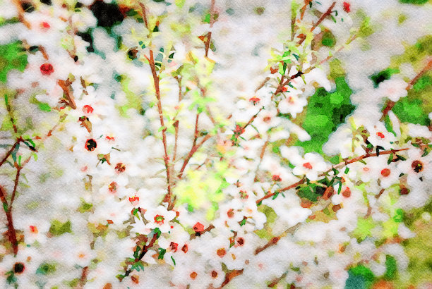 马努卡的水彩插图图片下载