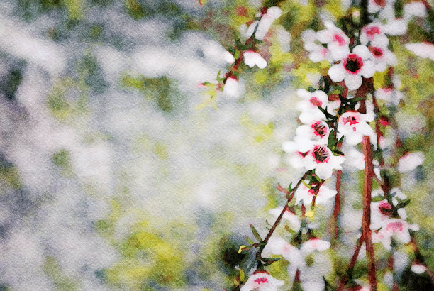 马努卡的水彩插图图片下载