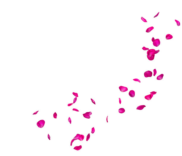 紫罗兰色的玫瑰花瓣围成一圈飞舞。中心空闲空间为您的照片或文字图片下载