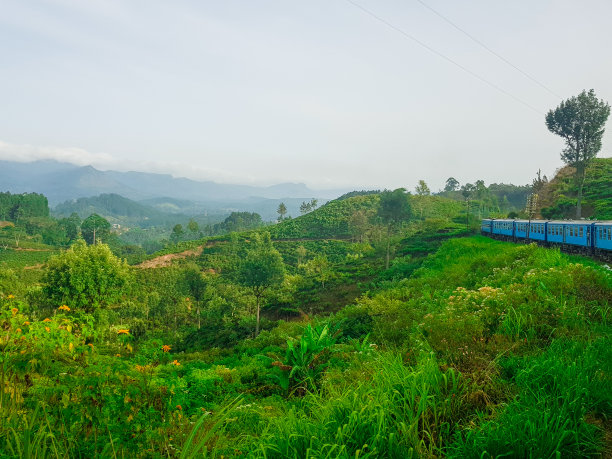 火车在Ella和Kandy之间通过Nuwara Eliya茶园在斯里兰卡图片下载