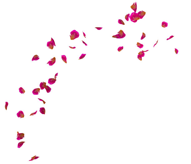 红色的玫瑰花瓣飞成一圈。中心空闲空间为您的照片或文字图片下载