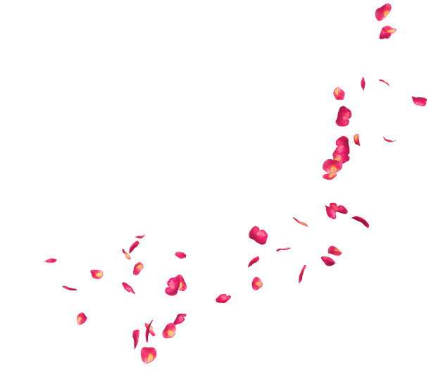 红色的玫瑰花瓣飞成一圈。中心空闲空间为您的照片或文字图片下载