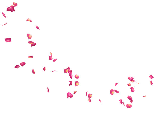 红色的玫瑰花瓣飞成一圈。中心空闲空间为您的照片或文字图片下载