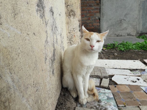 这是一只漂亮的猫图片下载