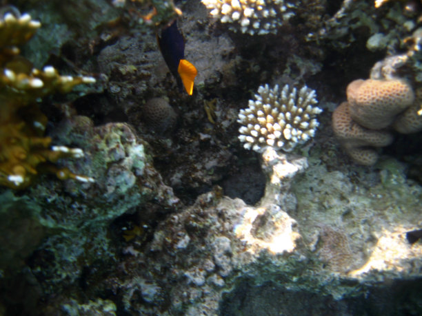 红海珊瑚礁水下游动的热带异域鱼图片下载