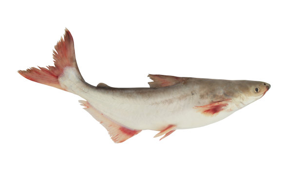 盘古鱼孤立在白色上图片下载