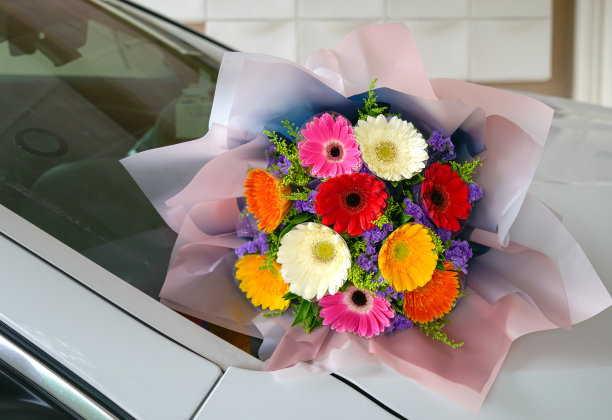 五彩缤纷的手捧非洲菊图片下载