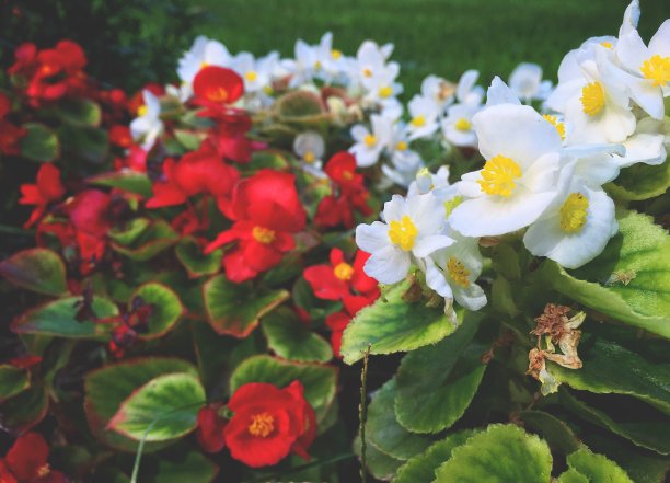 斜纹海棠是海棠属的模式种。城市的花。图片下载