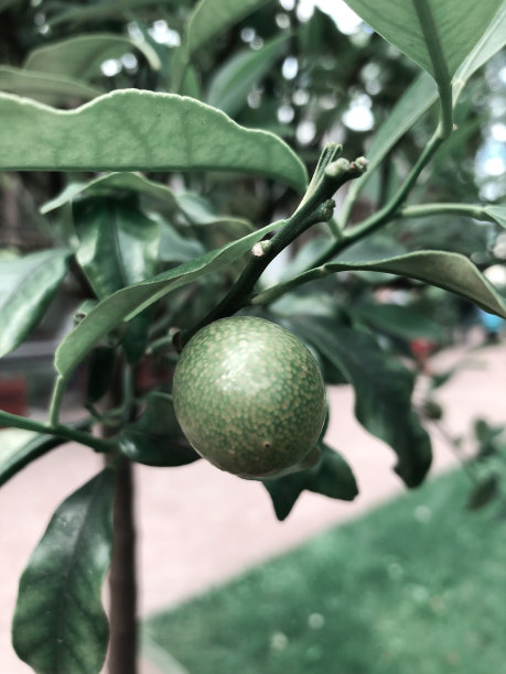 绿色柠檬和新薄荷叶。图片下载