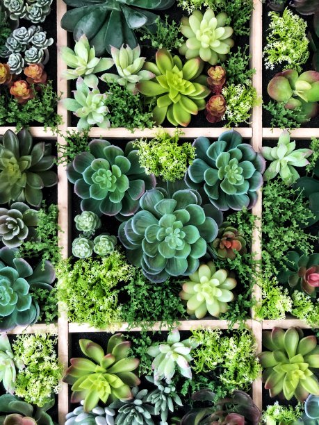 多汁的丛林图片下载