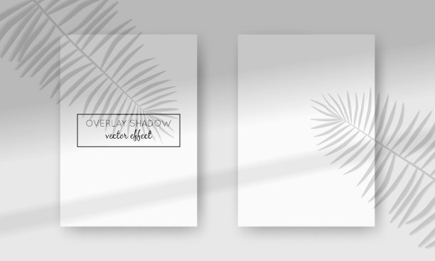 矢量两个A4卡片模型与阴影覆盖在上面。有机和窗框阴影的自然光效果。逼真的插图与棕榈叶图片下载