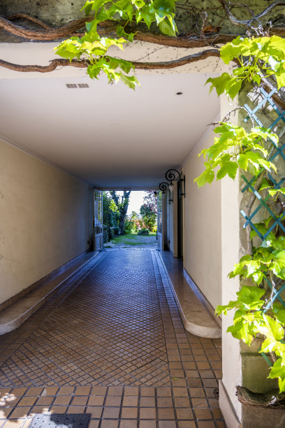 绿色的葡萄在一个有盖的走廊到庭院图片下载